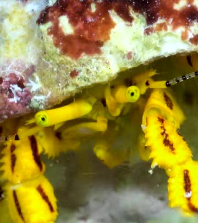 黄色寄居蟹进食水下近距离拍摄的垂直视频