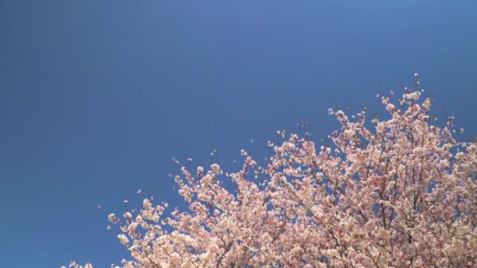 湛蓝的天空下樱花赏花春暖花开晴天