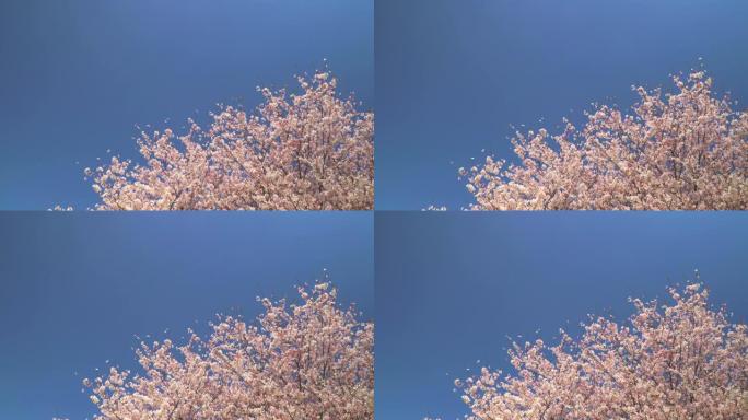 湛蓝的天空下樱花赏花春暖花开晴天
