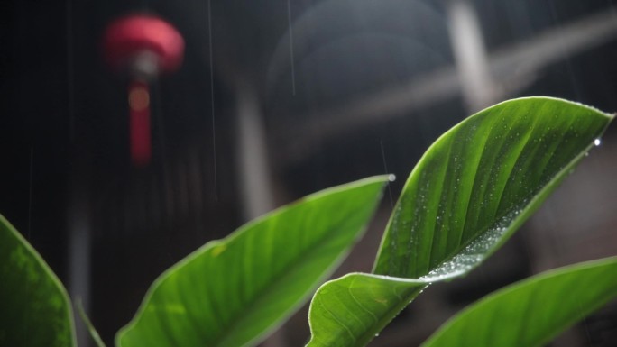 【高清】雨水打在叶子上