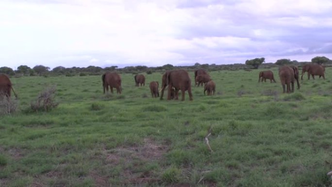 肯尼亚安博塞利国家公园、东萨沃和西萨沃国家公园的大象