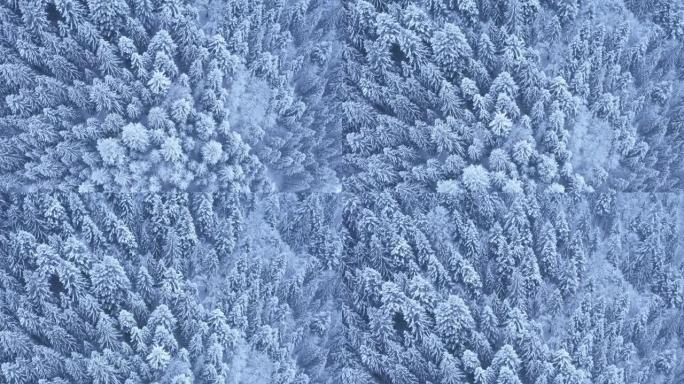 4k无人机镜头摄像机在寒冷的白雪皑皑的无尽森林上飞来飞去