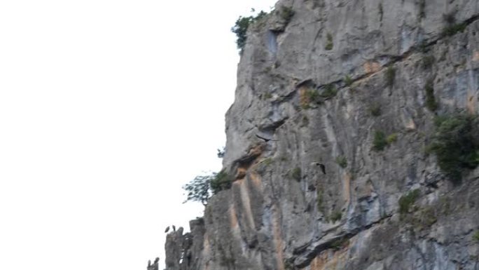 欧亚狮鹫在岩石上飞翔。