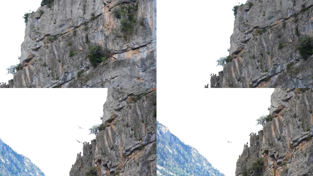 欧亚狮鹫在岩石上飞翔。