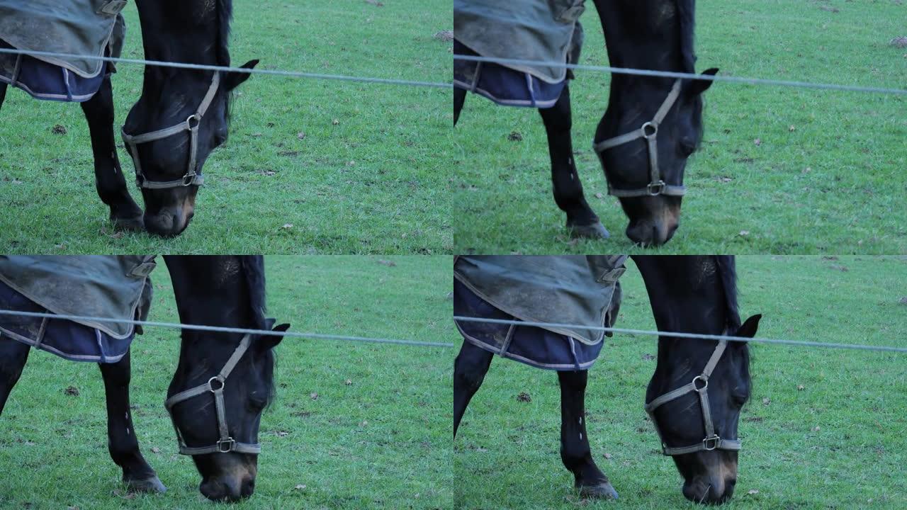 毯子里的马在草地上吃草。在背景中，一匹马正在吃草