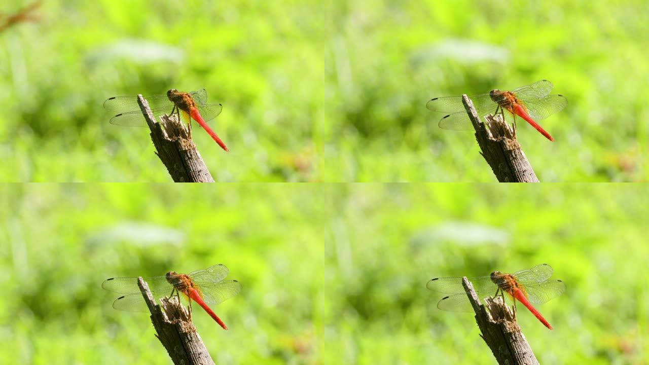 栖息在树枝碎木上的红色蜻蜓或沟渠宝石 (brachythemis contaminata)