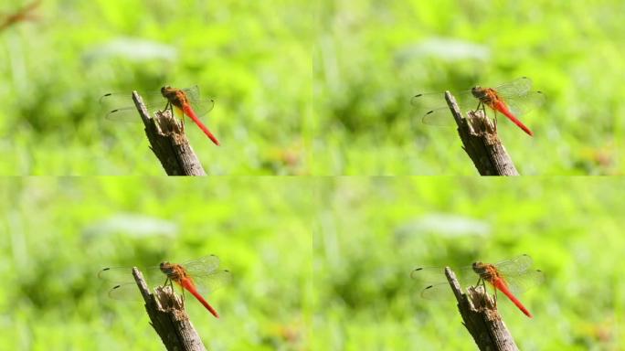 栖息在树枝碎木上的红色蜻蜓或沟渠宝石 (brachythemis contaminata)