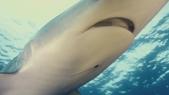 一只大型蓝鲨以慢动作在海洋中游泳的特写镜头