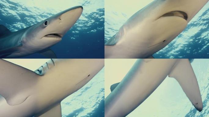 一只大型蓝鲨以慢动作在海洋中游泳的特写镜头