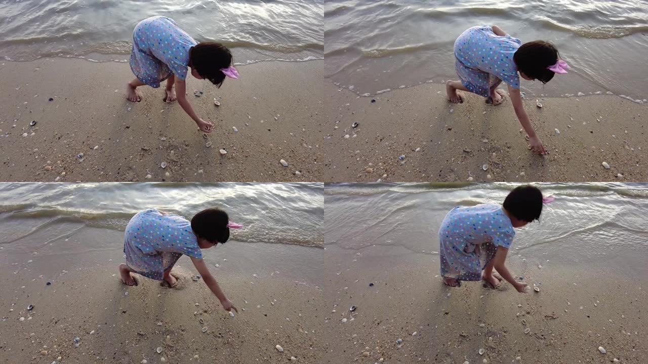 在海滩上收集贝壳