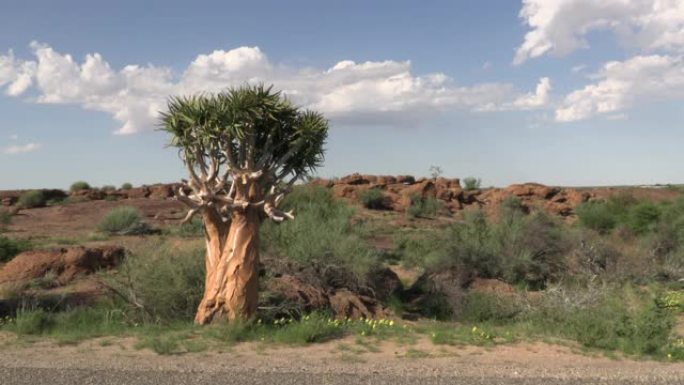 南非北开普省的箭袋树 (Aloidendron dicrotomum)