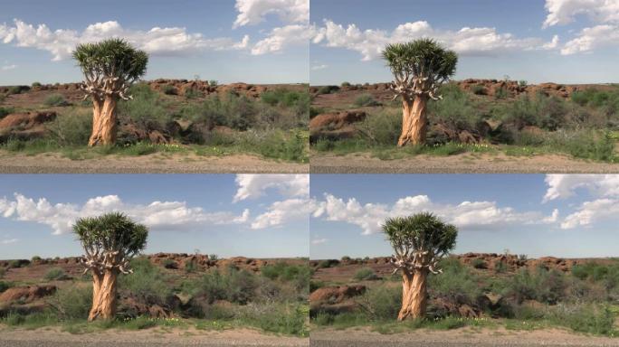 南非北开普省的箭袋树 (Aloidendron dicrotomum)