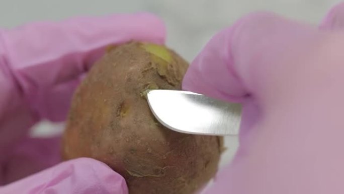 女性专家双手戴着粉红色的乳胶手套切开马铃薯眼，然后将其放入植物检疫实验室进行进一步研究
