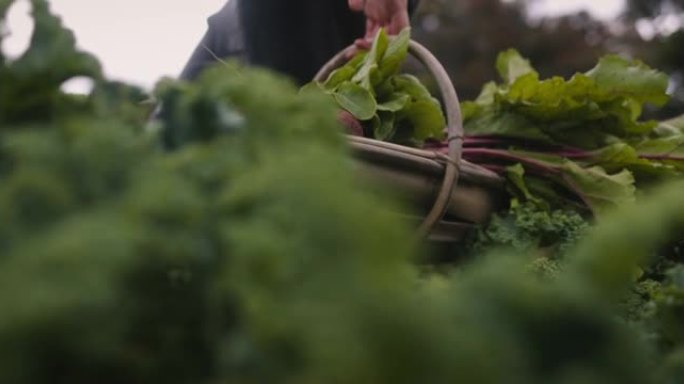 有机农场主提着一篮子新鲜采摘的蔬菜