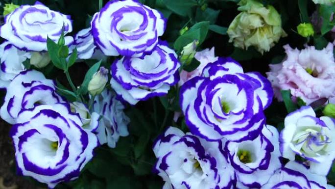 美丽的蓝白色玫瑰盛开在花园中的早晨高清视频