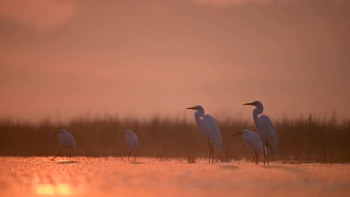 日出中的白鹭群日出鸟类观鸟