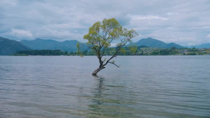 瓦纳卡湖标志性的孤树