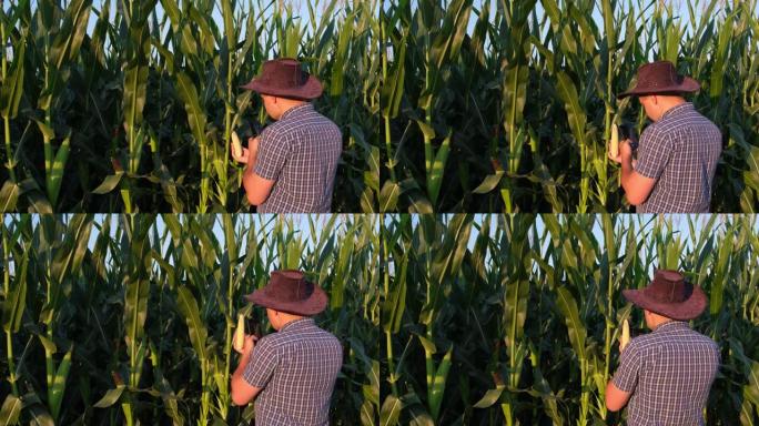 一位农民用智能手机检查玉米作物。农业作物生产