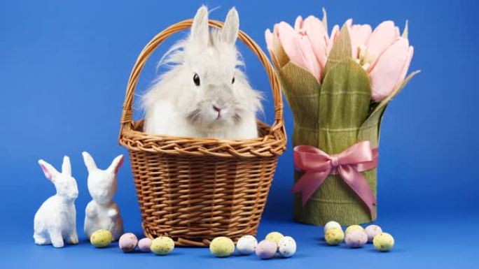 装饰家兔坐在蓝色背景的篮子里。可爱的小兔子环顾四周。健康动物和宠物概念。复活节装饰周围有糖果和鲜花