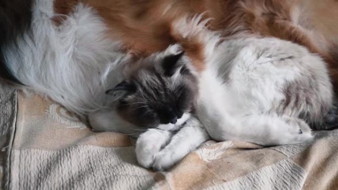 昏昏欲睡的猫下午躺在床上的大狗的怀里，粗糙的牧羊犬和布娃娃猫在家里友好地生活在一起，4k慢动作镜头，