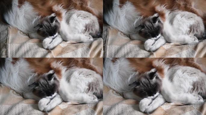 昏昏欲睡的猫下午躺在床上的大狗的怀里，粗糙的牧羊犬和布娃娃猫在家里友好地生活在一起，4k慢动作镜头，
