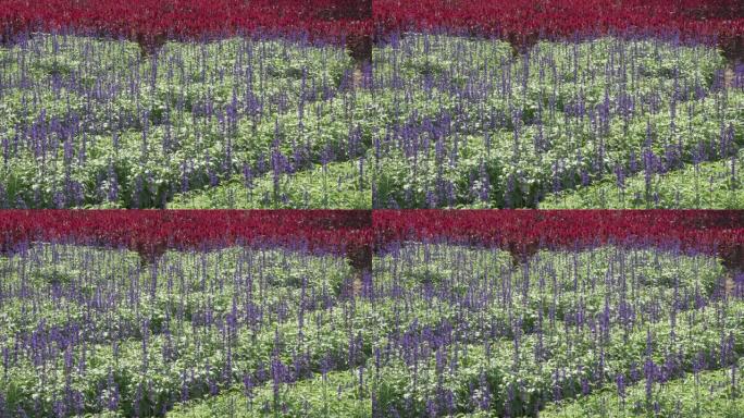 盛开的红色Celosia argentea或羽状鸡冠花或银色鸡冠花和蓝色紫色丹参鼠尾草nemoros
