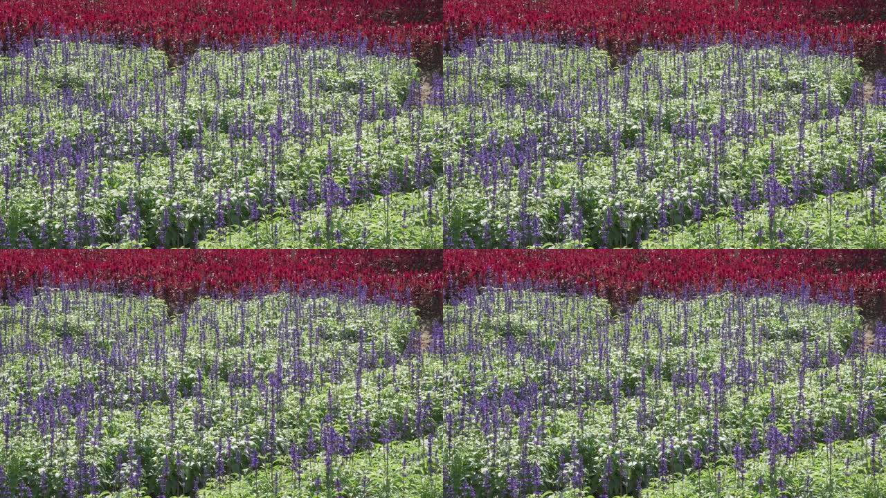 盛开的红色Celosia argentea或羽状鸡冠花或银色鸡冠花和蓝色紫色丹参鼠尾草nemoros