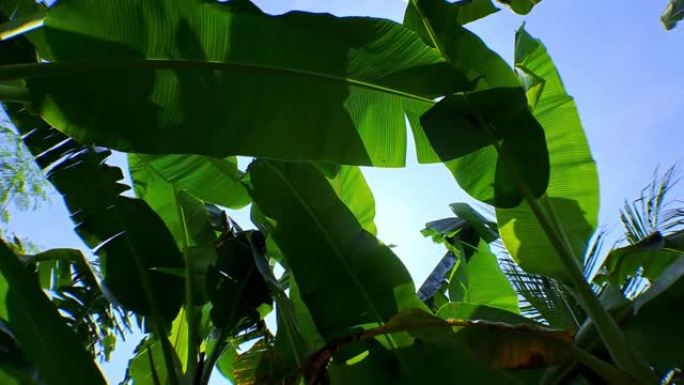 绿叶香蕉叶与阳光之间，明亮的蓝白云给人留下美学印象，电影视频4k摄像机运动