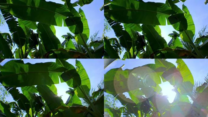 绿叶香蕉叶与阳光之间，明亮的蓝白云给人留下美学印象，电影视频4k摄像机运动