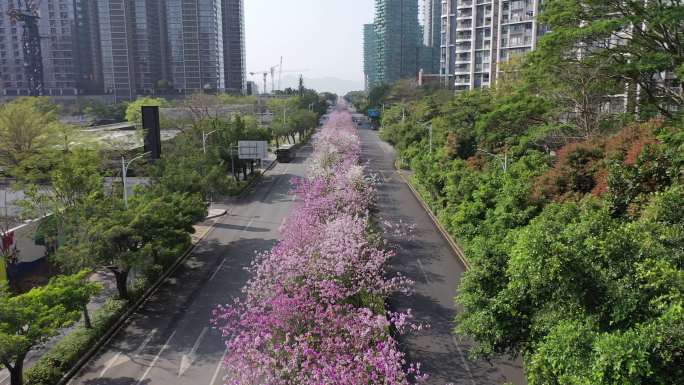 深圳紫荆花 紫荆花海 粉色花海 深湾二路