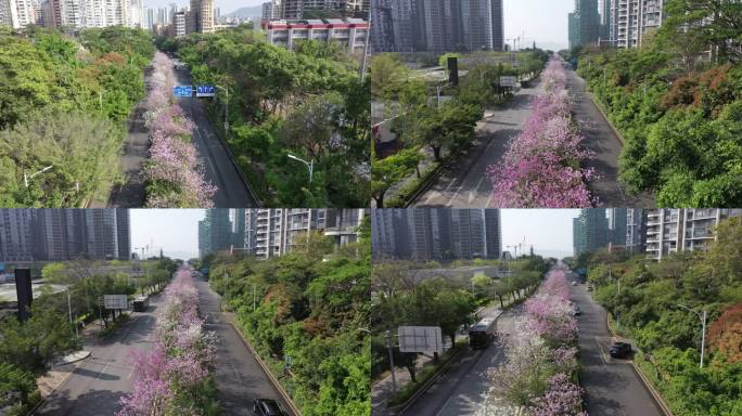 深圳紫荆花 紫荆花海 粉色花海 深湾二路