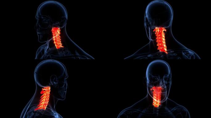 脊髓脊柱颈椎人体骨骼系统解剖动画概念