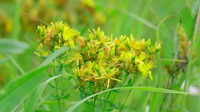 黄花纹金丝桃草本植物，特写