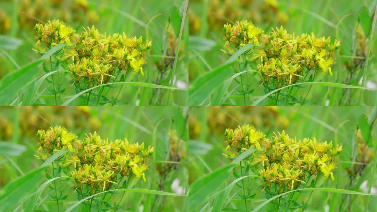 黄花纹金丝桃草本植物，特写