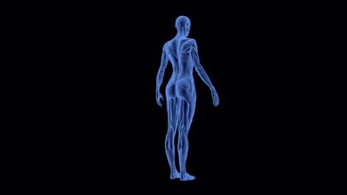 3D女人骨骼和肌肉系统动画