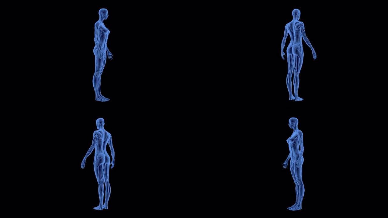 3D女人骨骼和肌肉系统动画