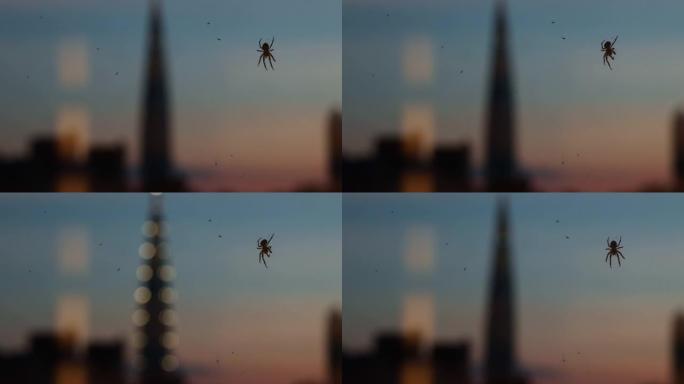 黑蜘蛛沿着网爬行，收集网中捕获的小虫。日落背景下的夜城灯光。
