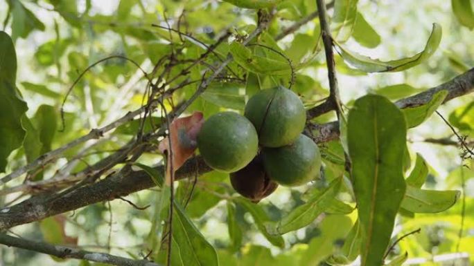 悬挂在植物上的澳洲坚果或澳洲坚果的原料