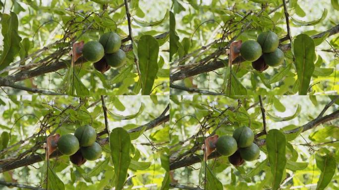 悬挂在植物上的澳洲坚果或澳洲坚果的原料