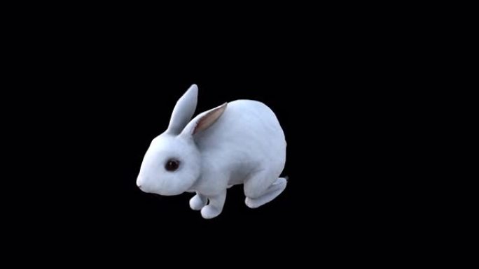 白兔吃顶角