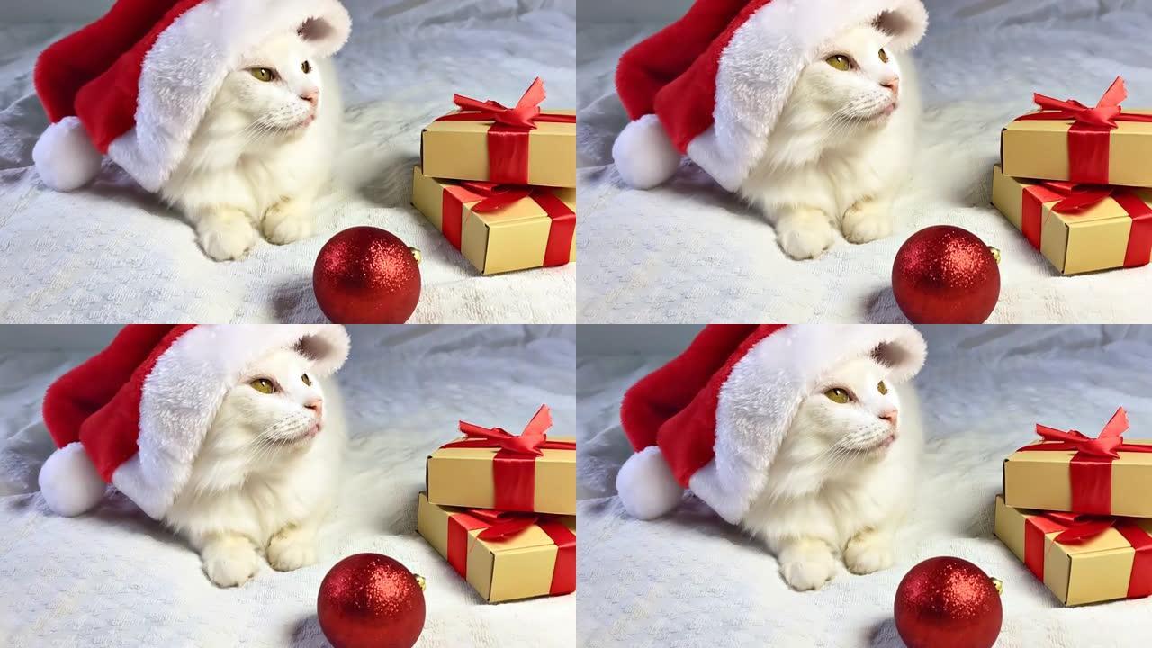 有趣可爱的美丽圣诞白色蓬松安哥拉猫戴着圣诞红色圣诞老人帽子躺在家里的毯子床上。庆祝新年节日背景卡片。