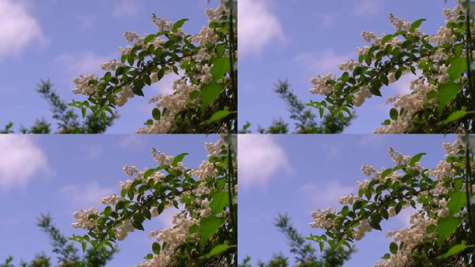 白天树枝上的白色黑刺花的4k镜头