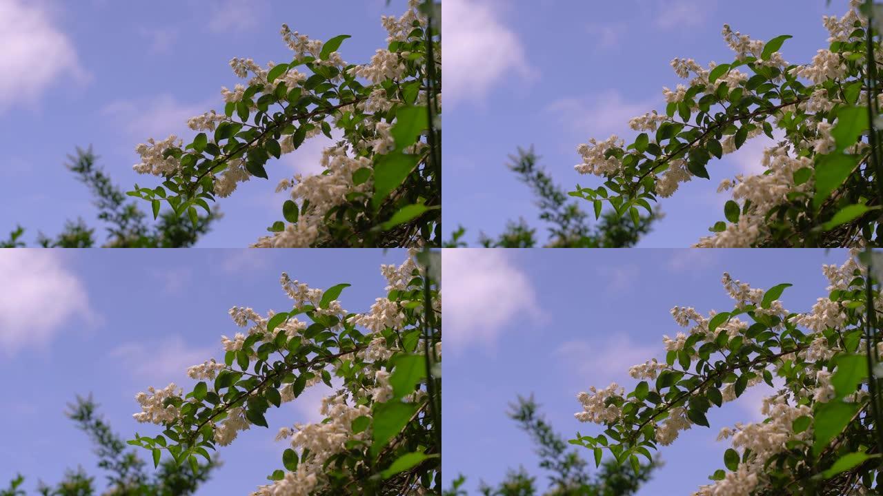 白天树枝上的白色黑刺花的4k镜头