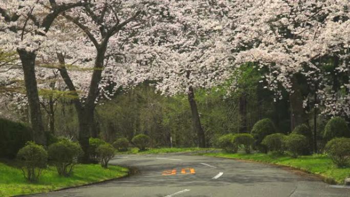 汽车驶过盛开的一排排樱桃树。樱桃树和道路。樱花拱门