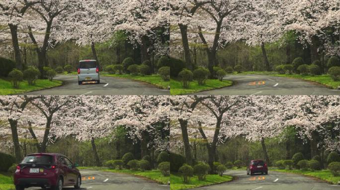 汽车驶过盛开的一排排樱桃树。樱桃树和道路。樱花拱门
