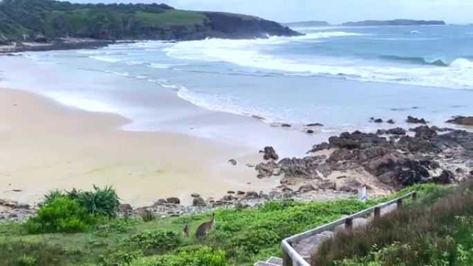 野生袋鼠跳到海滩