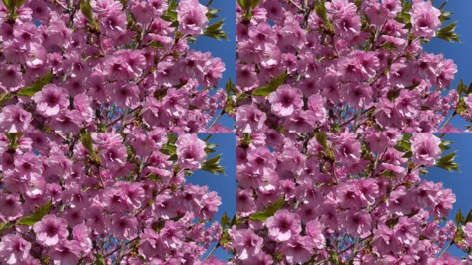 春天的粉红色开花树，特写