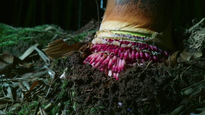 竹笋粉红色根部生长过程