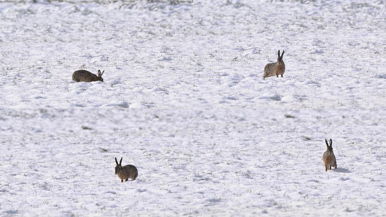 一只棕色的野兔在美丽的雪域里奔跑