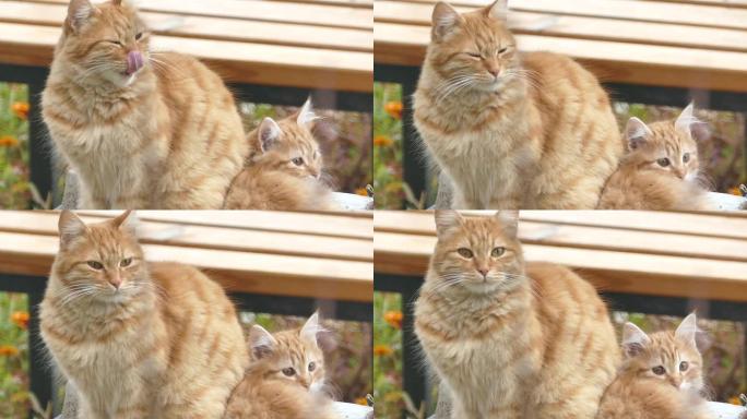 母猫和她几乎是复制品的小猫带着胆怯和好奇的表情看着相机